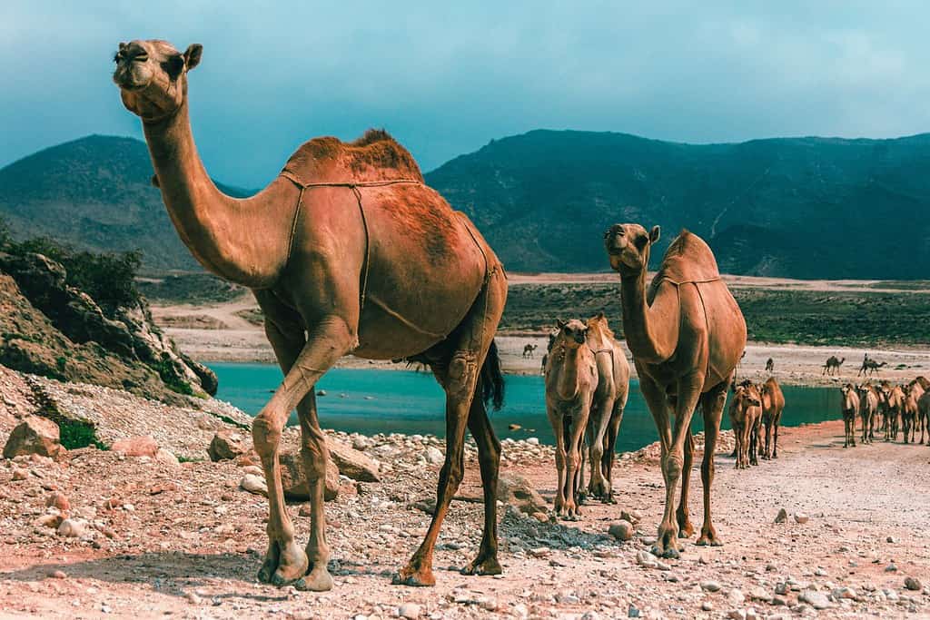 Salalah Dhofar Tour