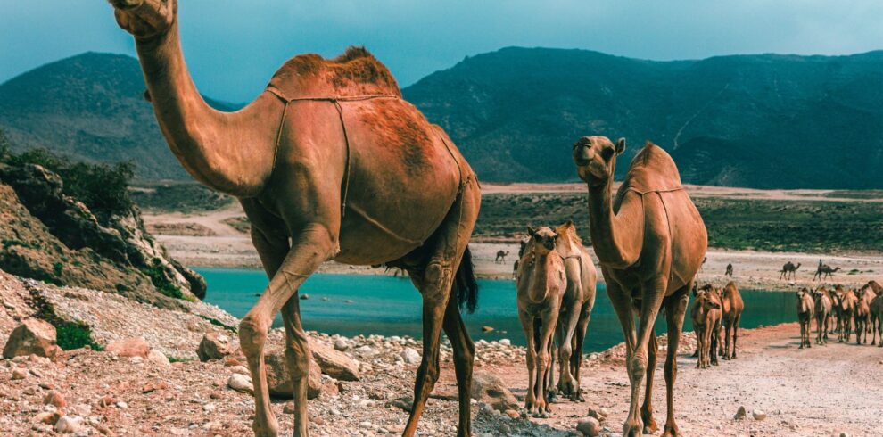 Salalah Dhofar Tour