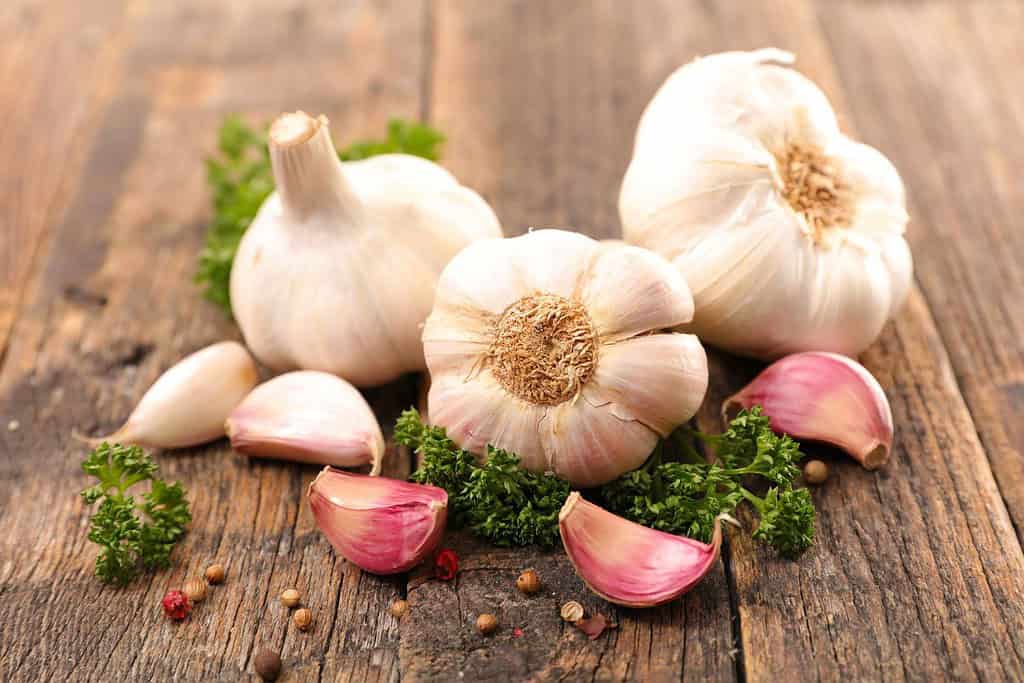 Garlic Algeria, Food Food from Algeria Garlic