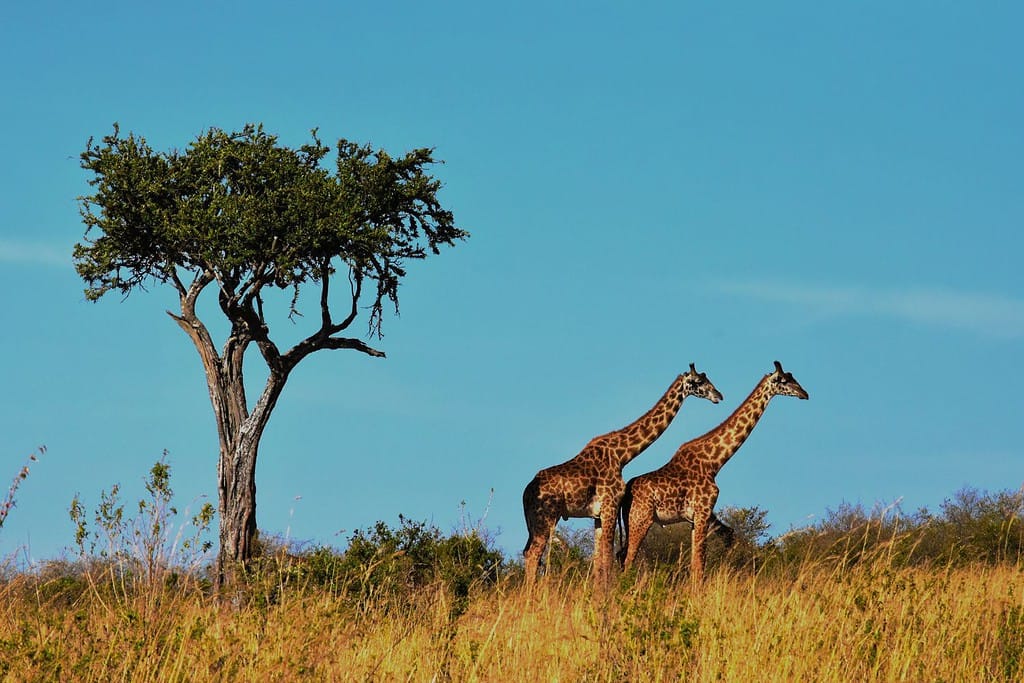 Geography of Tanzania 1 Geography Geography of Tanzania Geography of Tanzania 1