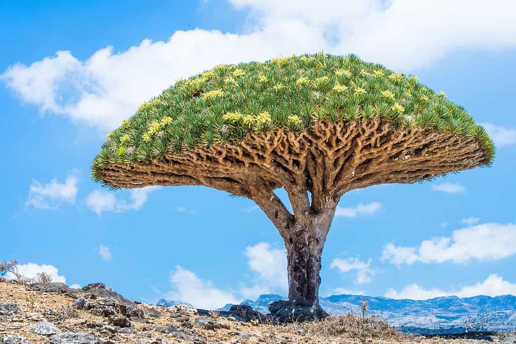 Geography of Yemen Geography Geography of Yemen Geography of Yemen