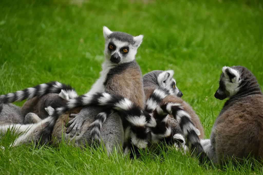 Madagascar 2 Geography Geography of Madagascar Madagascar 2