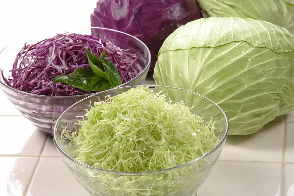 Cabbage Food Food from Mongolia Cabbage