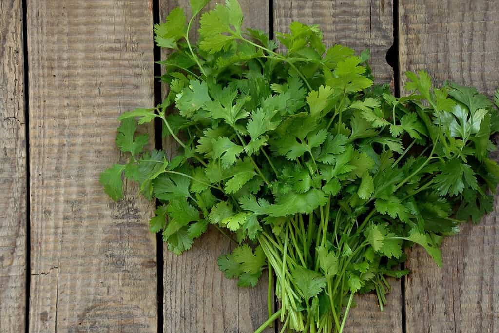 Cilantro Bhutan, Food Food from Bhutan Cilantro