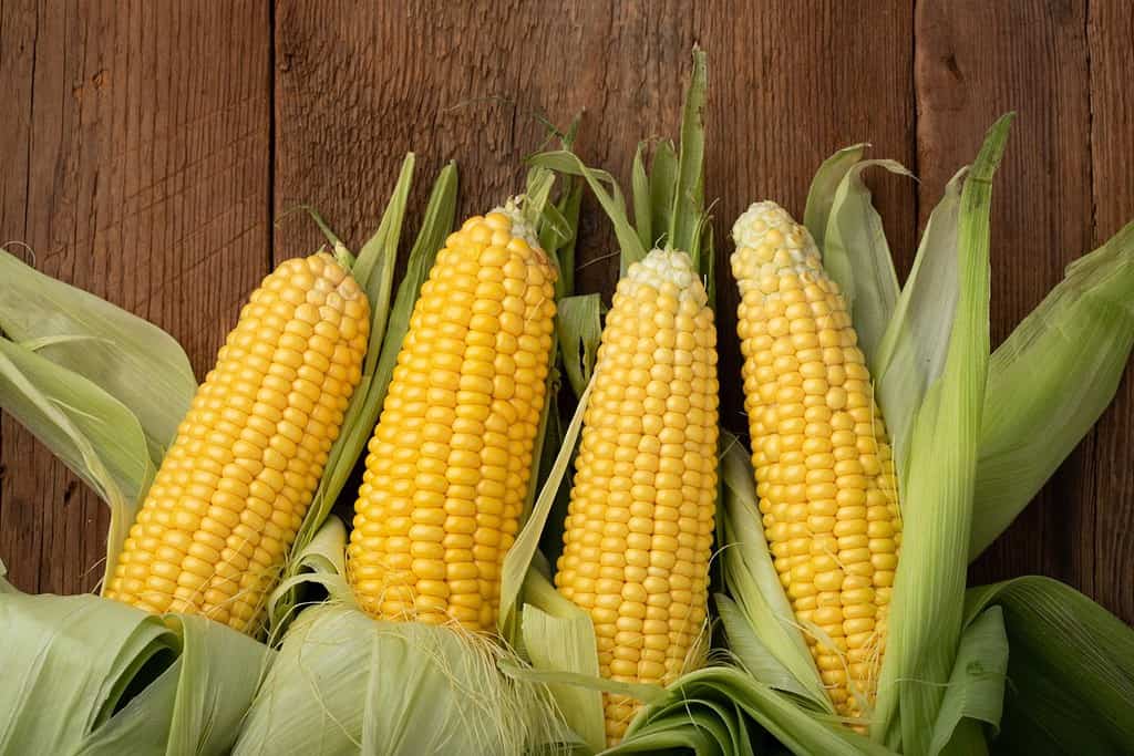 Corn Food Food from Argentina Corn