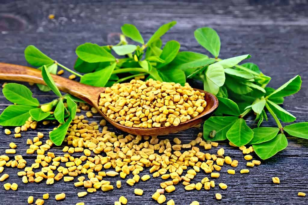 Fenugreek Hilbeh Yemen, Food Food from Yemen Fenugreek Hilbeh