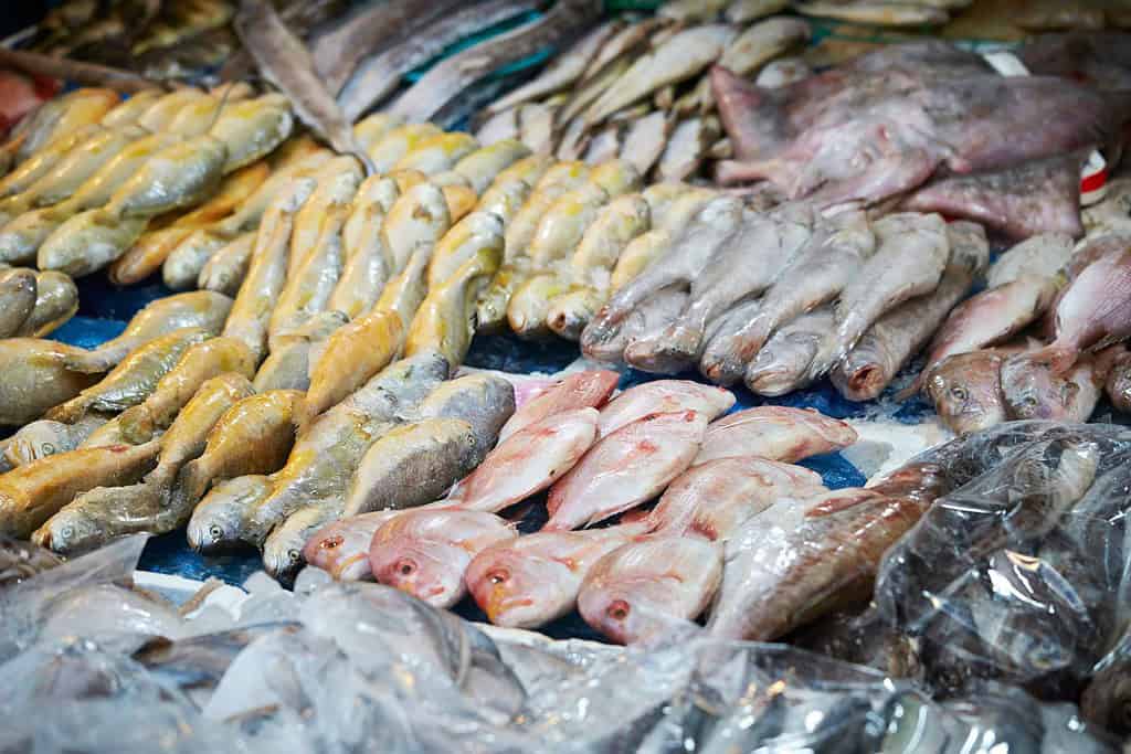 Fish Food Food from Mauritania Fish