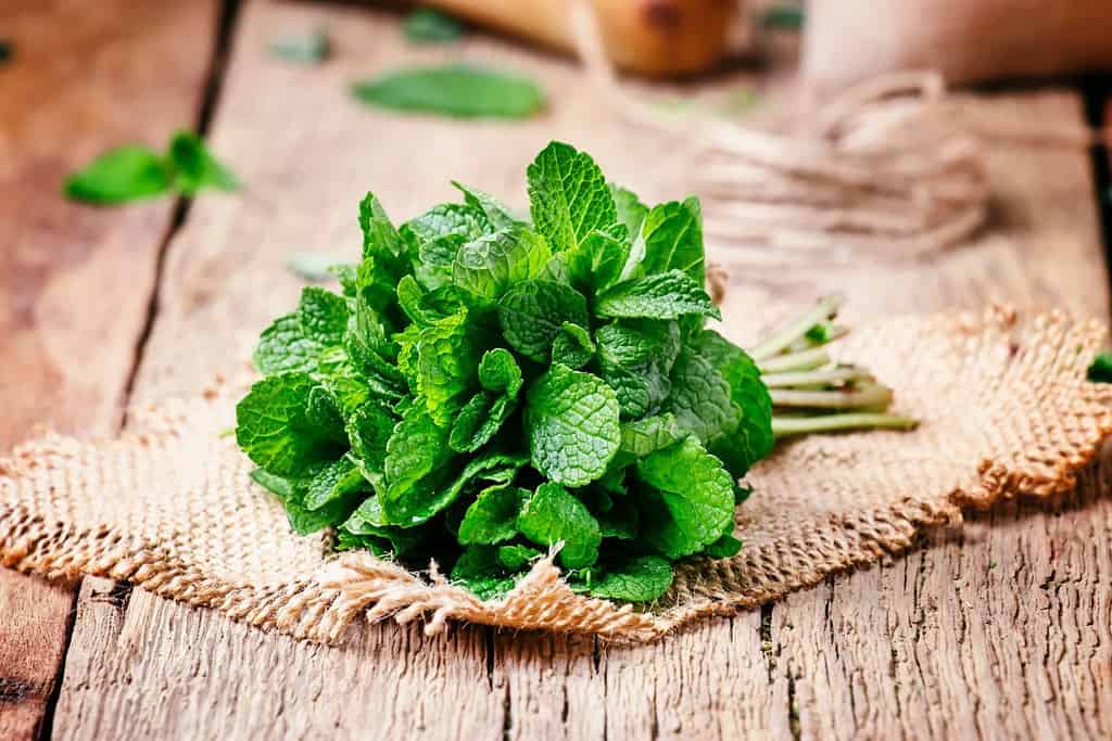 Mint Food Mint