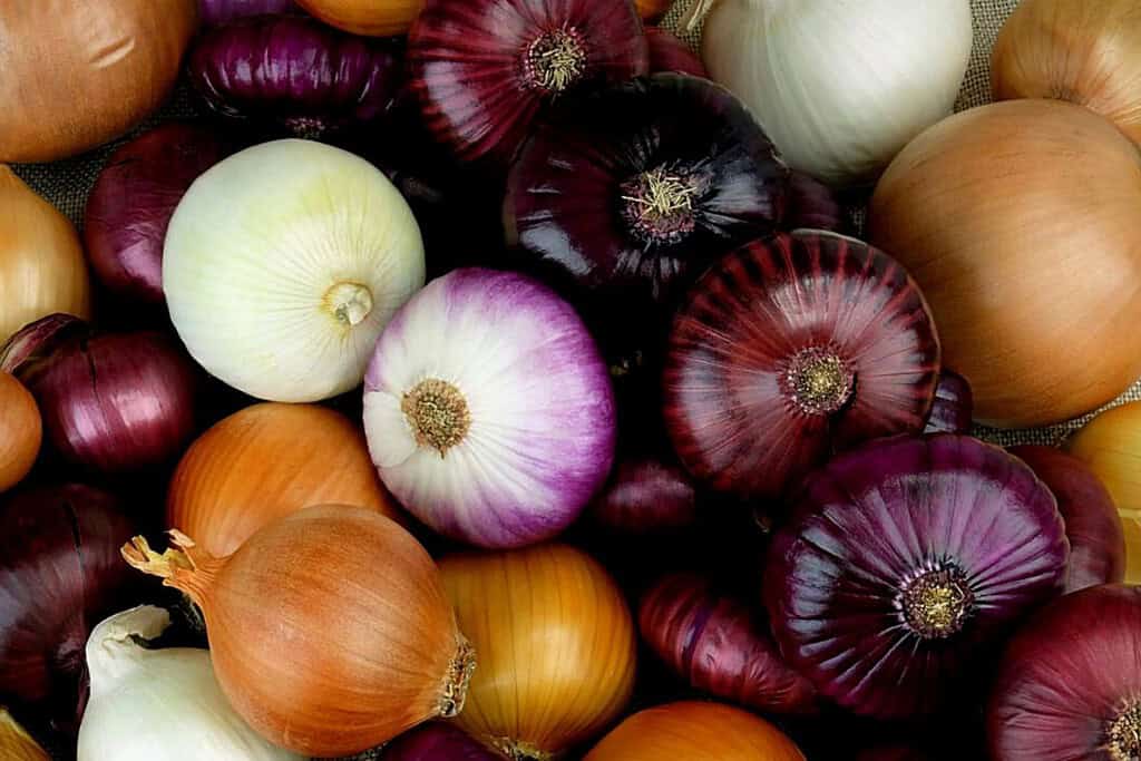 Onions Food Food from Argentina Onions