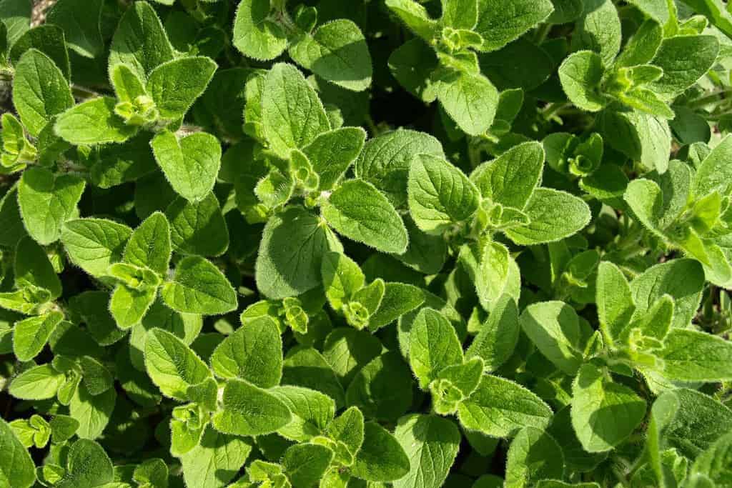 Oregano Food Food from Argentina Oregano