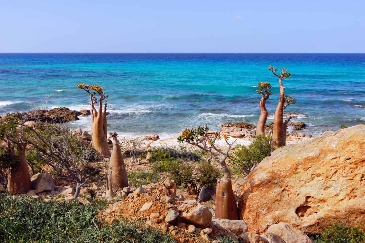 Socotra Travel Socotra