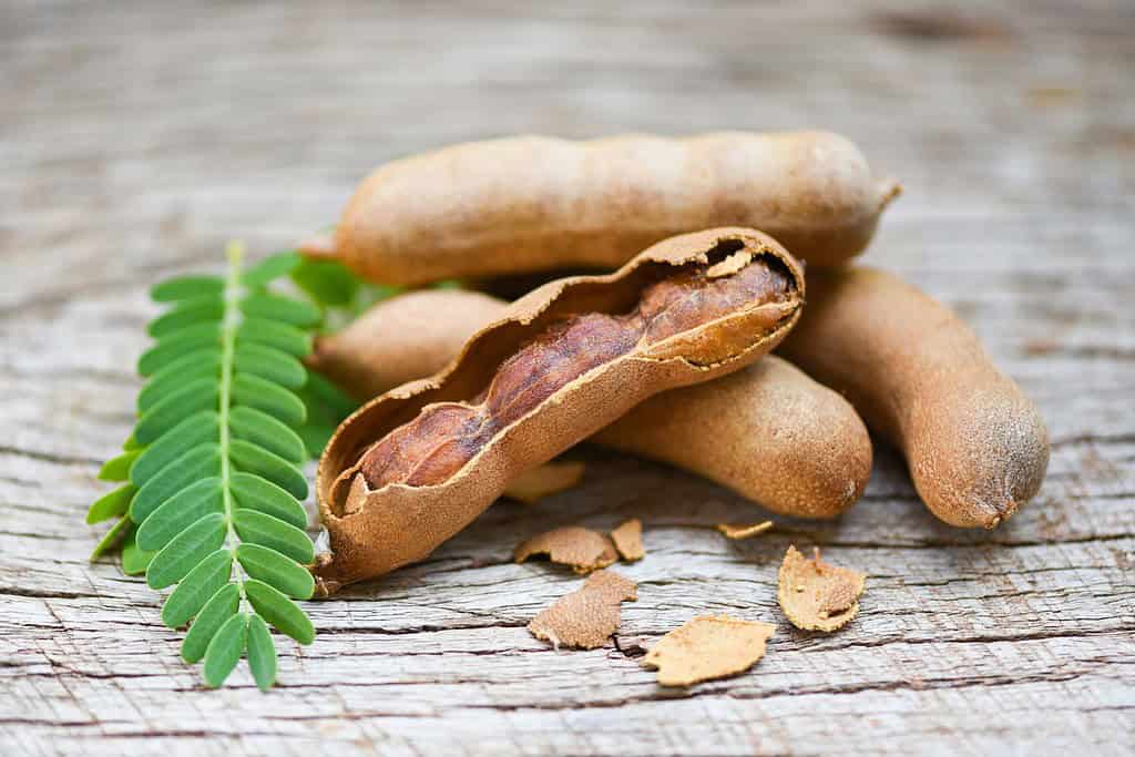 Tamarind Food Food from Mauritania Tamarind