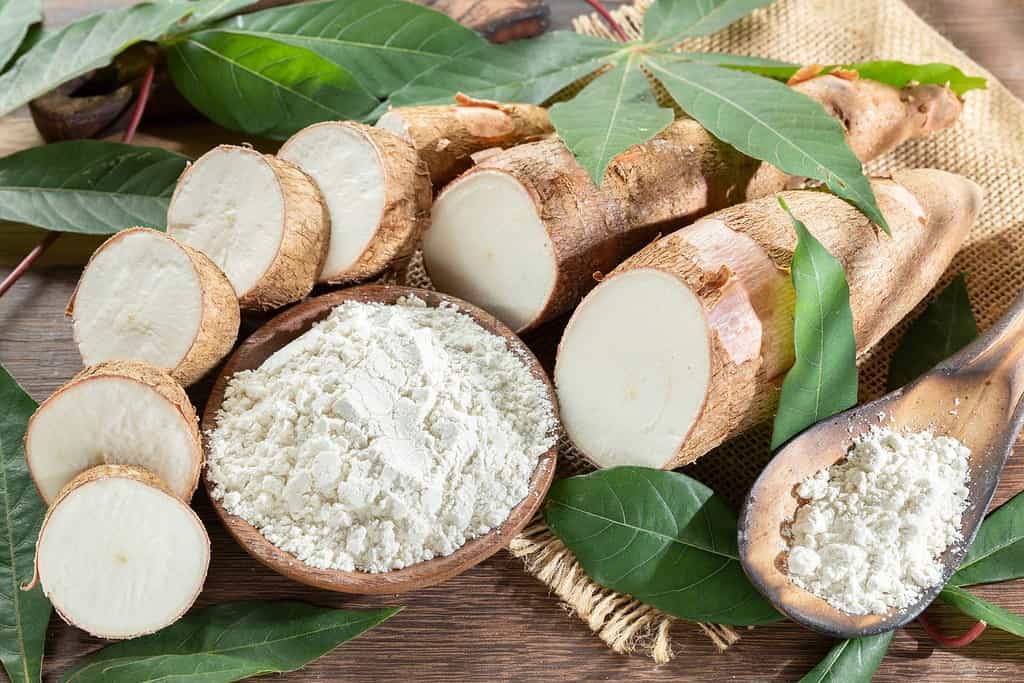 Yucca Food Food from Bolivia Yucca