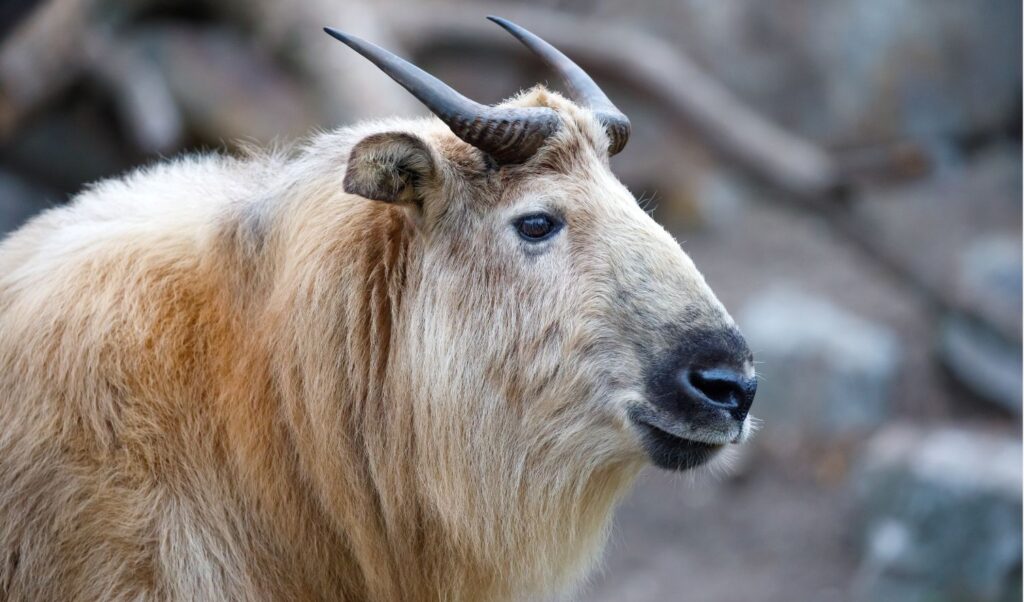 A close-up of a Takin, the national animal of Bhutan, grazing peacefully in its natural habitat within the preserve.