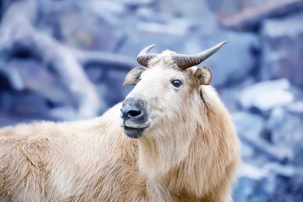 Close-up shot of a Takin, the national animal of Bhutan, grazing peacefully in its natural habitat within the preserve.