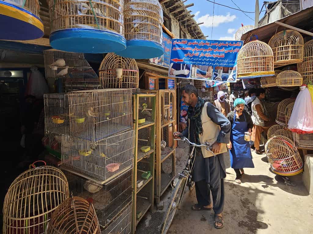 Bird Market Kabul Afghanistan